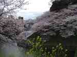 080329千鳥ヶ淵桜01.jpg